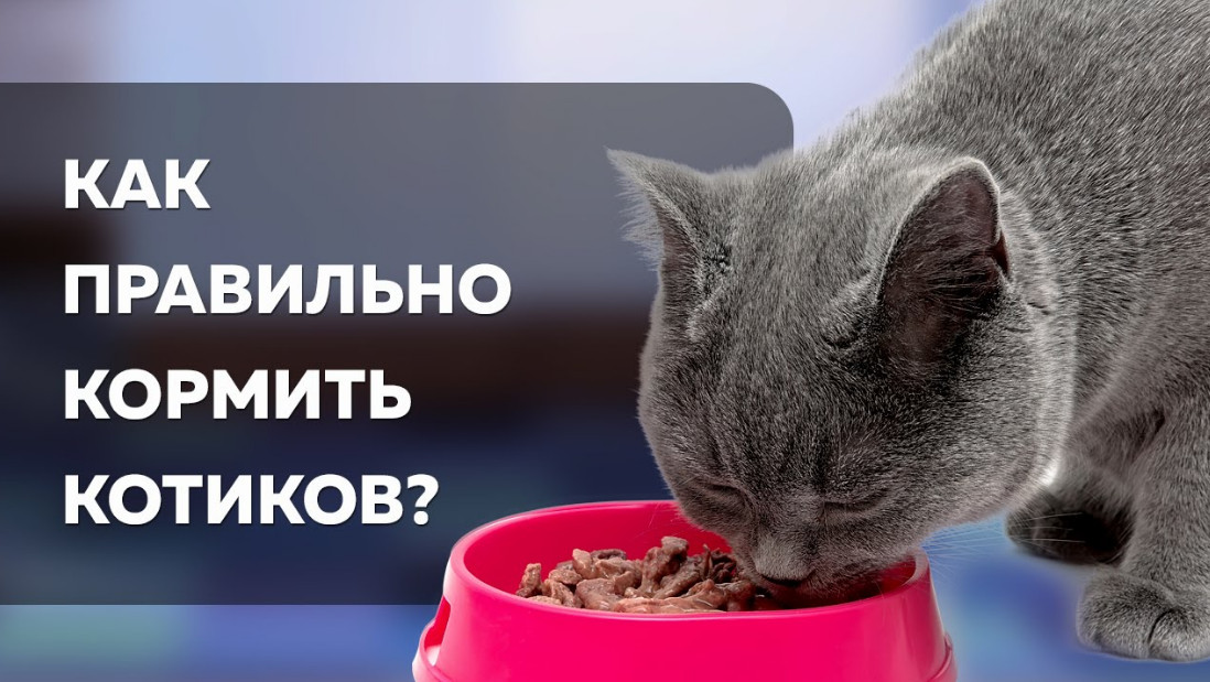 Чем нельзя кормить кошек и почему