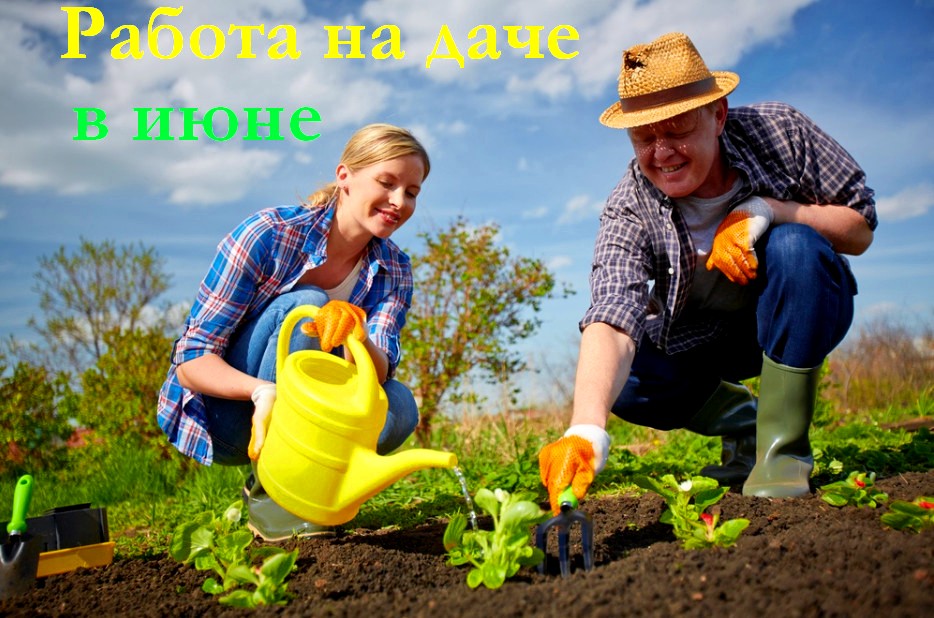 Что делать в июне в саду и огороде