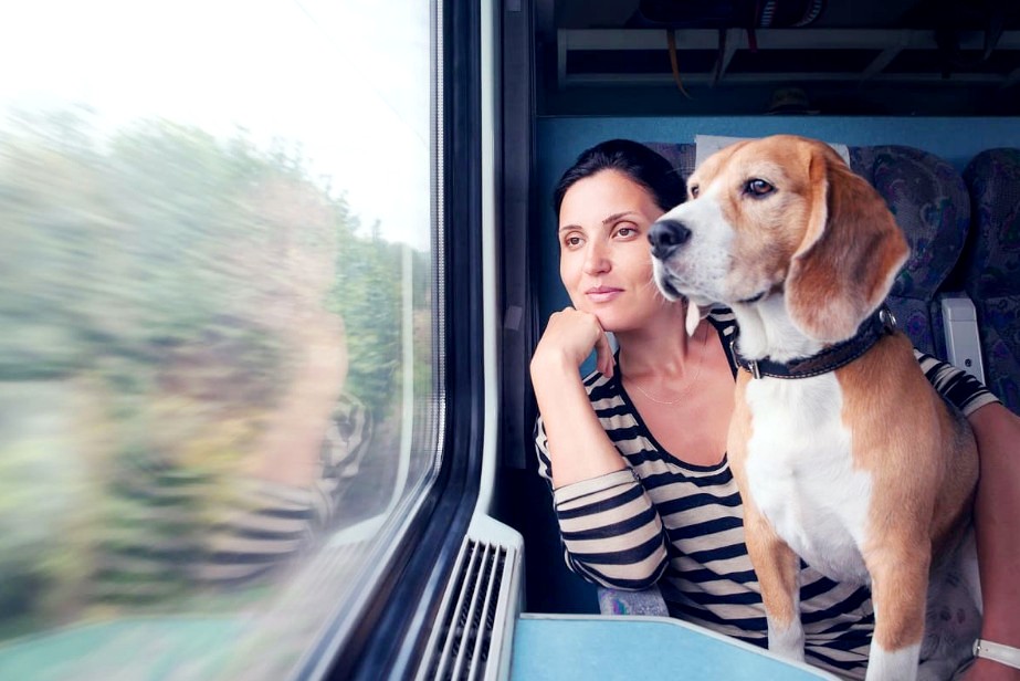 Как перевозить животных в поезде - правила и советы
