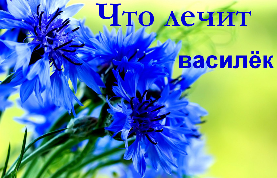 Какие болезни лечит василёк - рецепты народной медицины