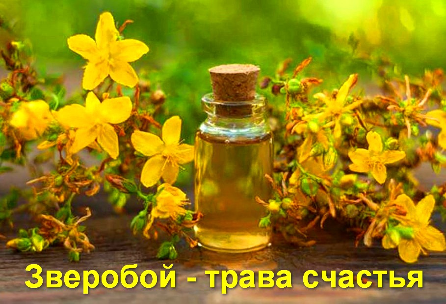 Зверобой - трава счастья: народные рецепты
