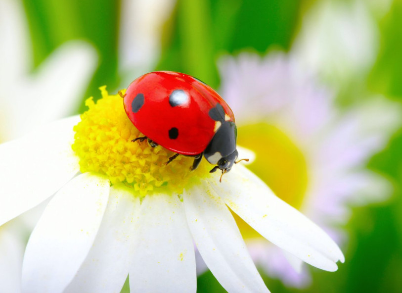 6 полезных видов насекомых в саду и огороде