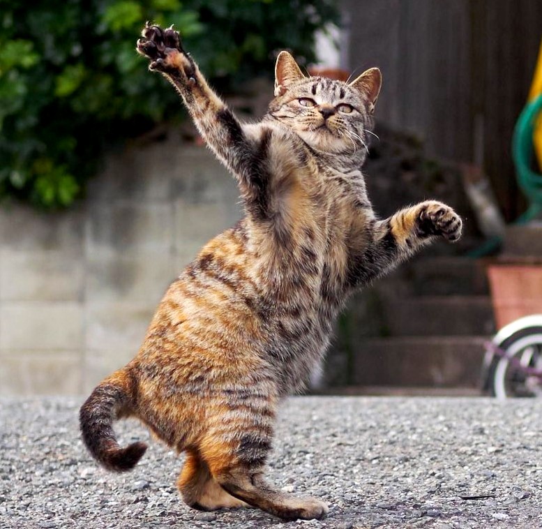 Танцующий кот. Олег Бондаренко