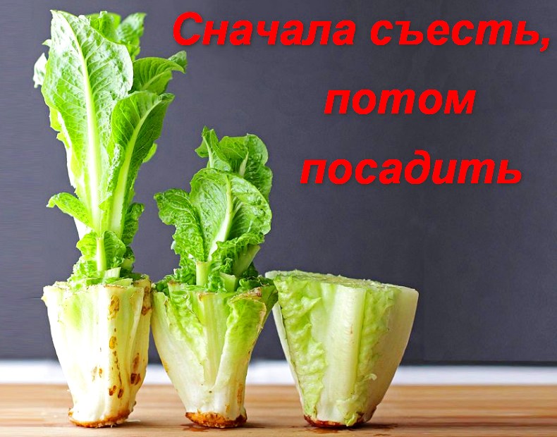 Какие овощи и растения легко вырастить из обрезков